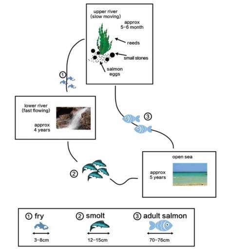 The diagram below shows the life cycle of a species of large fish called the salmon. Summarise the information by selecting and reporting the main features and make comparison where relevant.