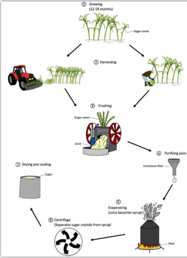The diagram below shows the manufacturing process for making sugar from sugar cane.

Summarise the information by selecting and reporting the main features, andmake comparisons where relevant.
