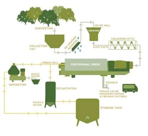 The diagram details the process of producing olive oil. 

Summarise the information by selecting and reporting the main features, and make comparisons where relevant.